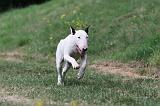 BULL TERRIER 012